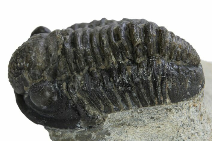 Gerastos Trilobite Fossil - Foum Zguid, Morocco #310278